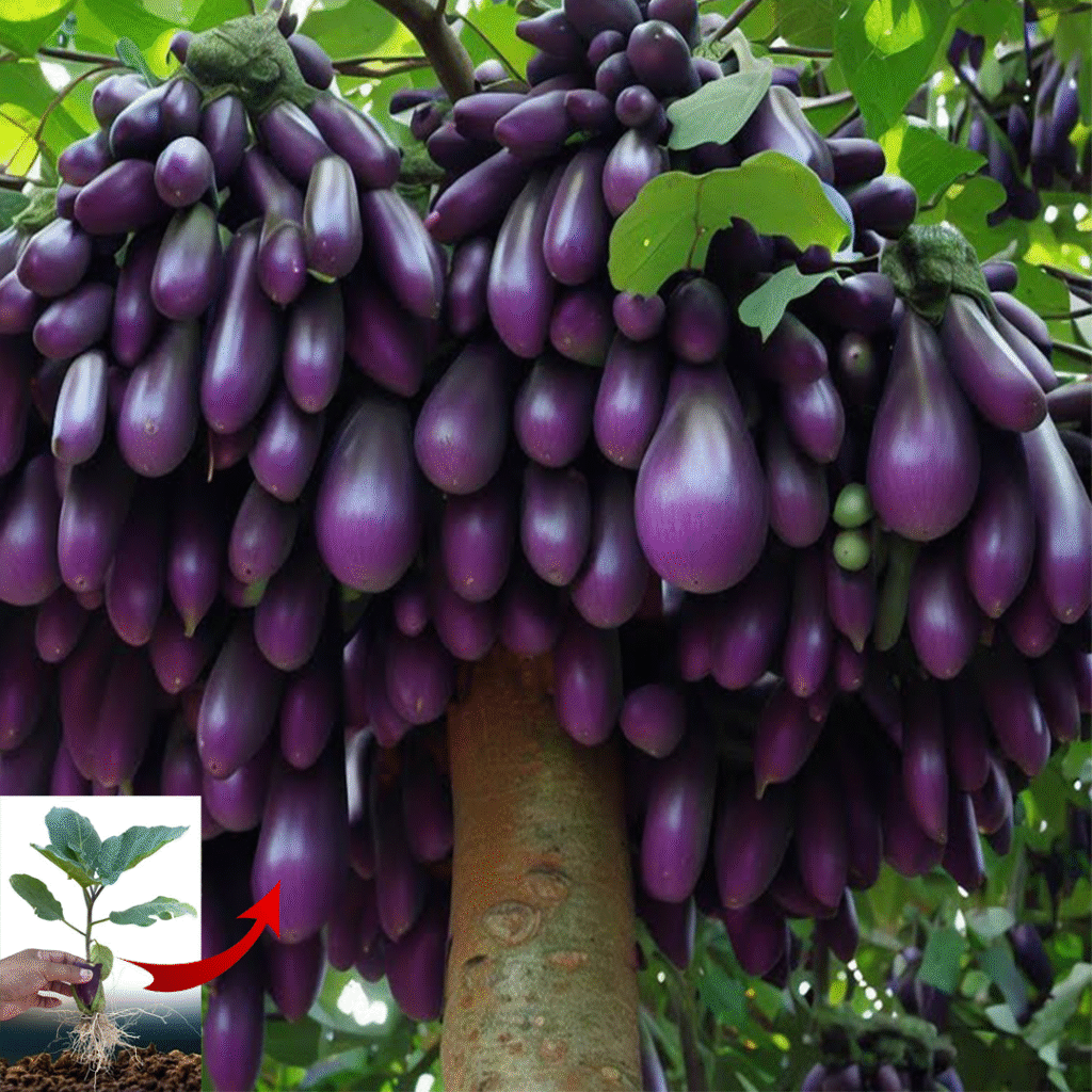 🍆Grow Eggplant Trees Faster with These Simple Tips!