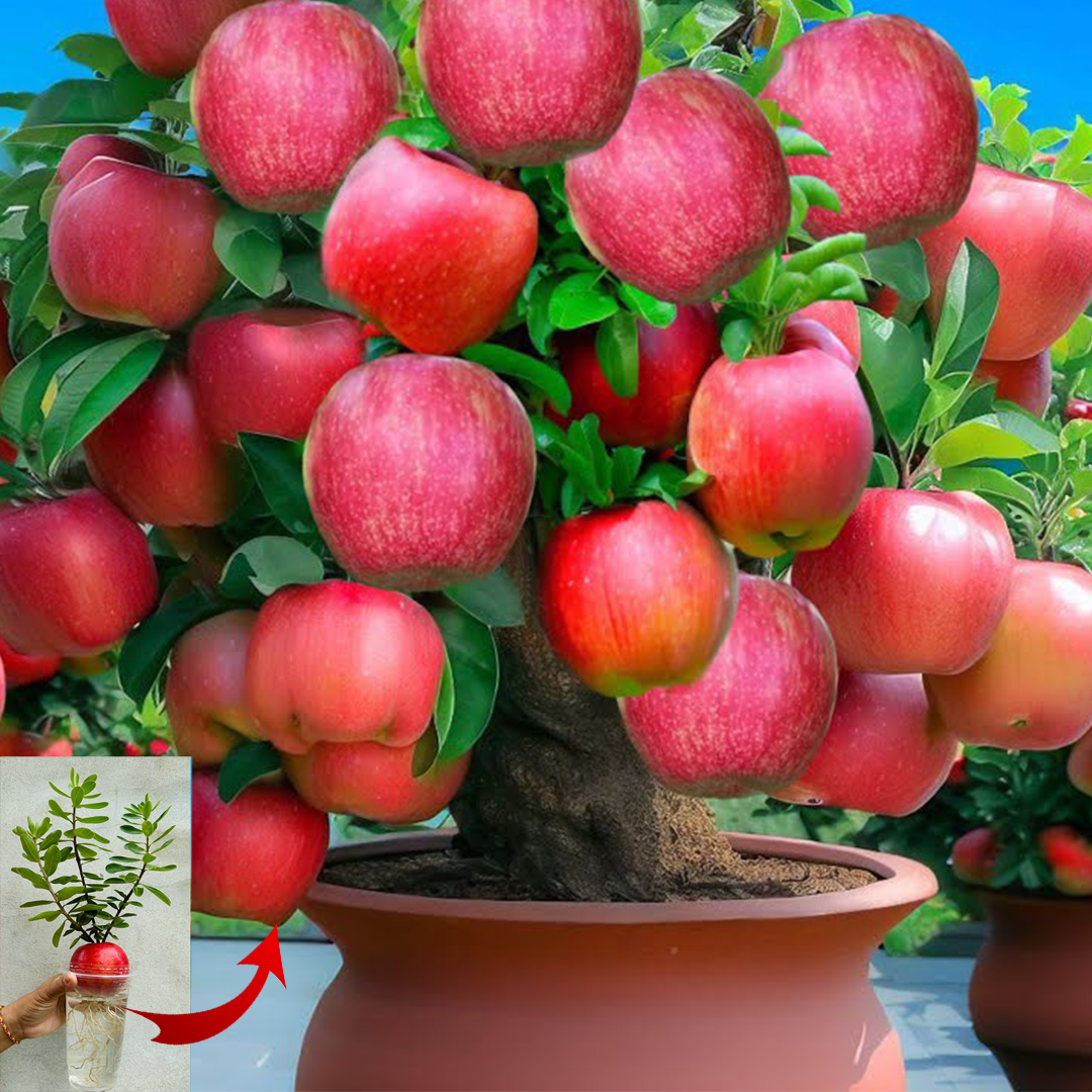 How to Grow an Apple Tree from an Apple at Home 🍎 – Step-by-Step Guide