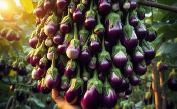 🍆Grow Eggplant Trees Faster with These Simple Tips!