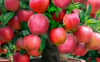 How to Grow an Apple Tree from an Apple at Home 🍎 – Step-by-Step Guide