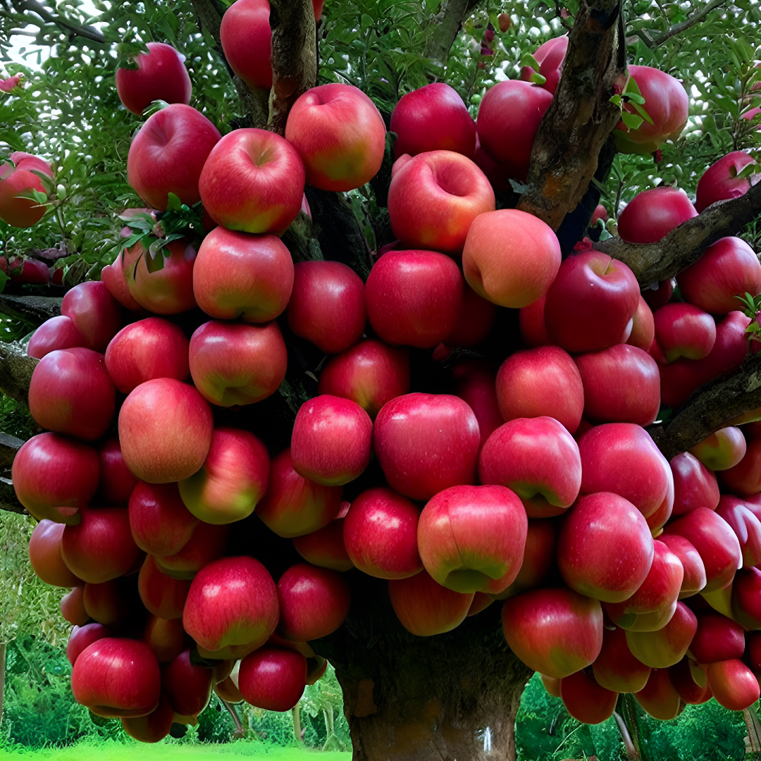 How to Grow an Apple Tree from an Apple at Home 🍎 – Step-by-Step Guide