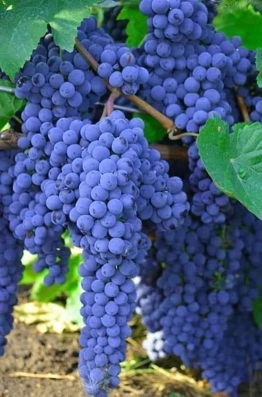 How Growing Grapes Tree from Grapes Fruit