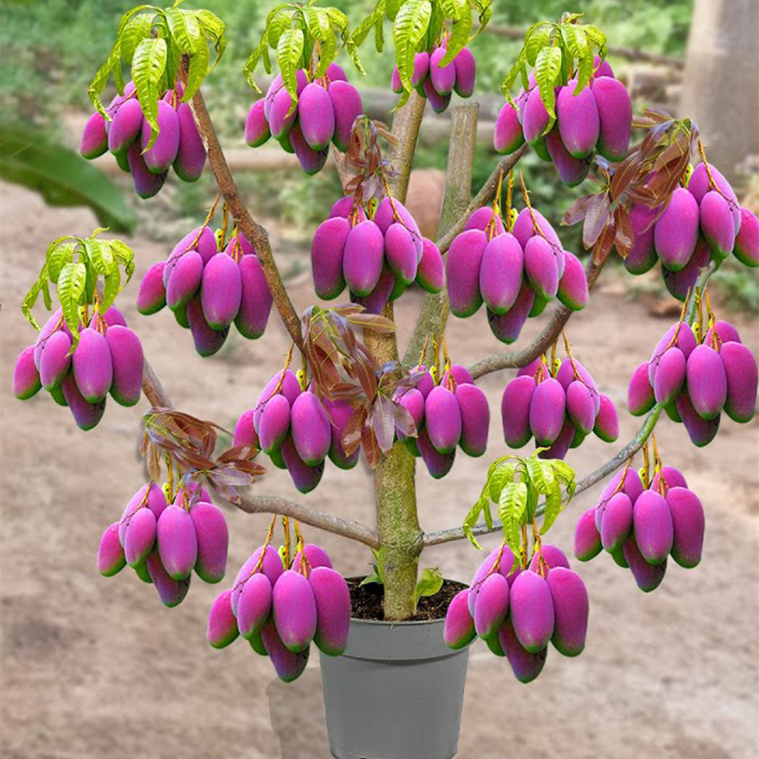 Grafting Mango Tree in a Water Bottle Using Oranges: Boost Root for Growing Faster