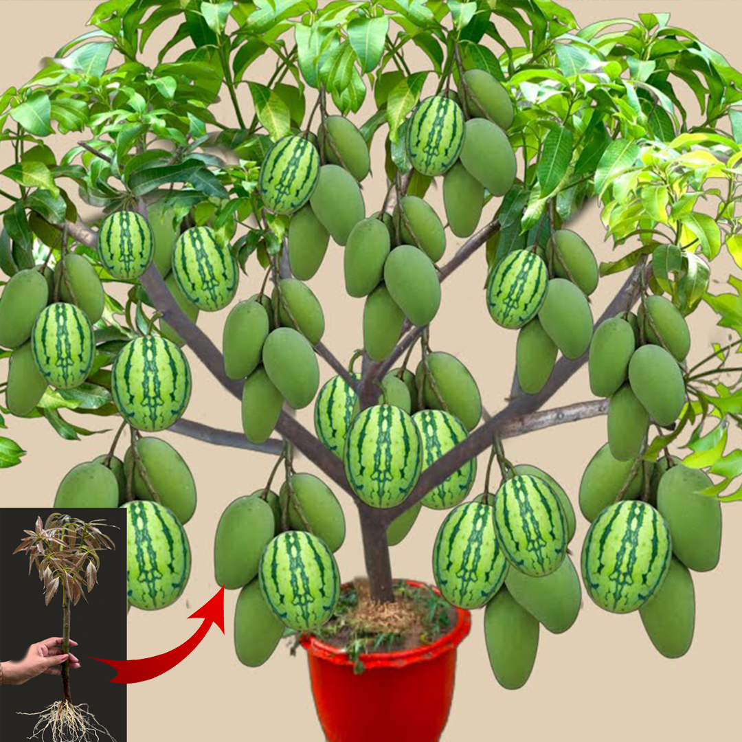 How to Grow Mango with Watermelon Trees