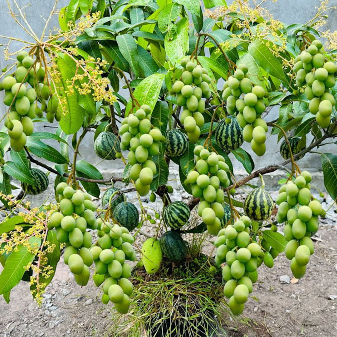 How to Grow Mango with Watermelon Trees