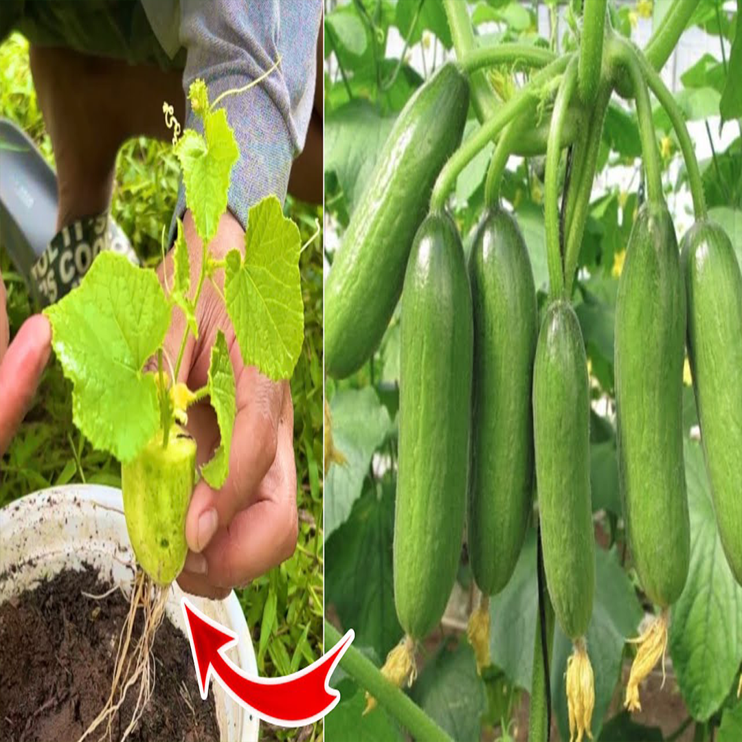 Cucumber Propagation: Turn One Cucumber into a Full Garden