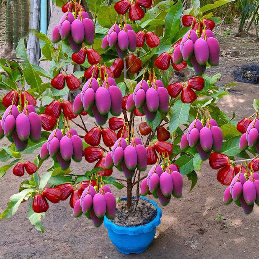 How to Grow Mango with Java Apple Fruit