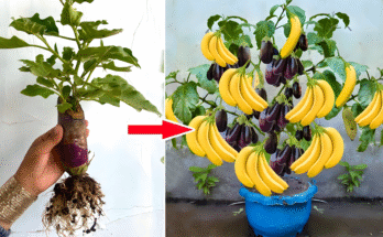 🌿Amazing Growing Eggplant Using Banana With Eggs