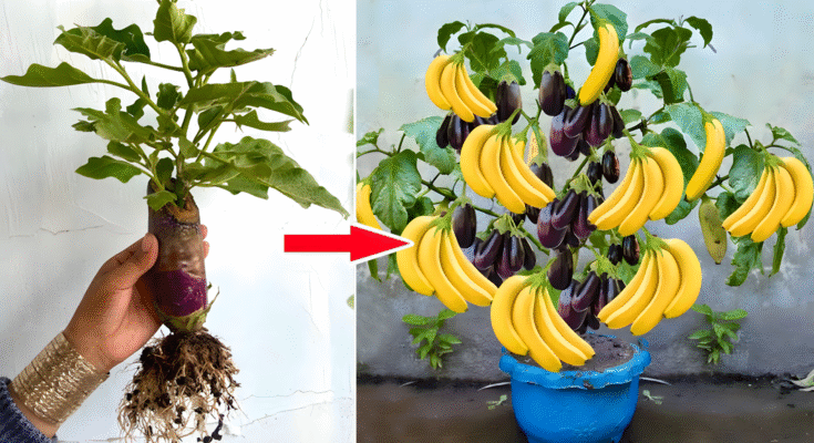 🌿Amazing Growing Eggplant Using Banana With Eggs