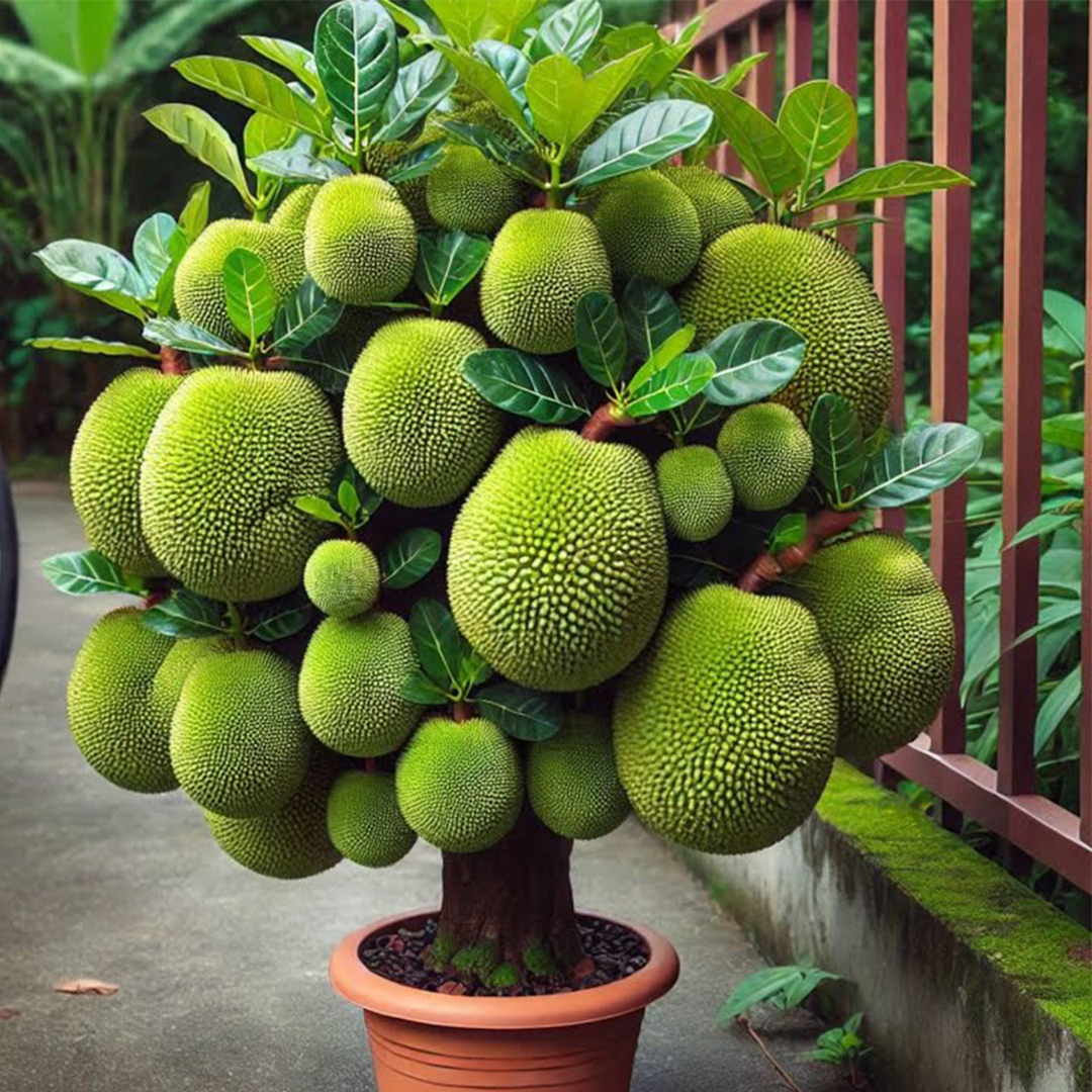 🌿Grow Jackfruit Tree from Cuttings with This Proven Method