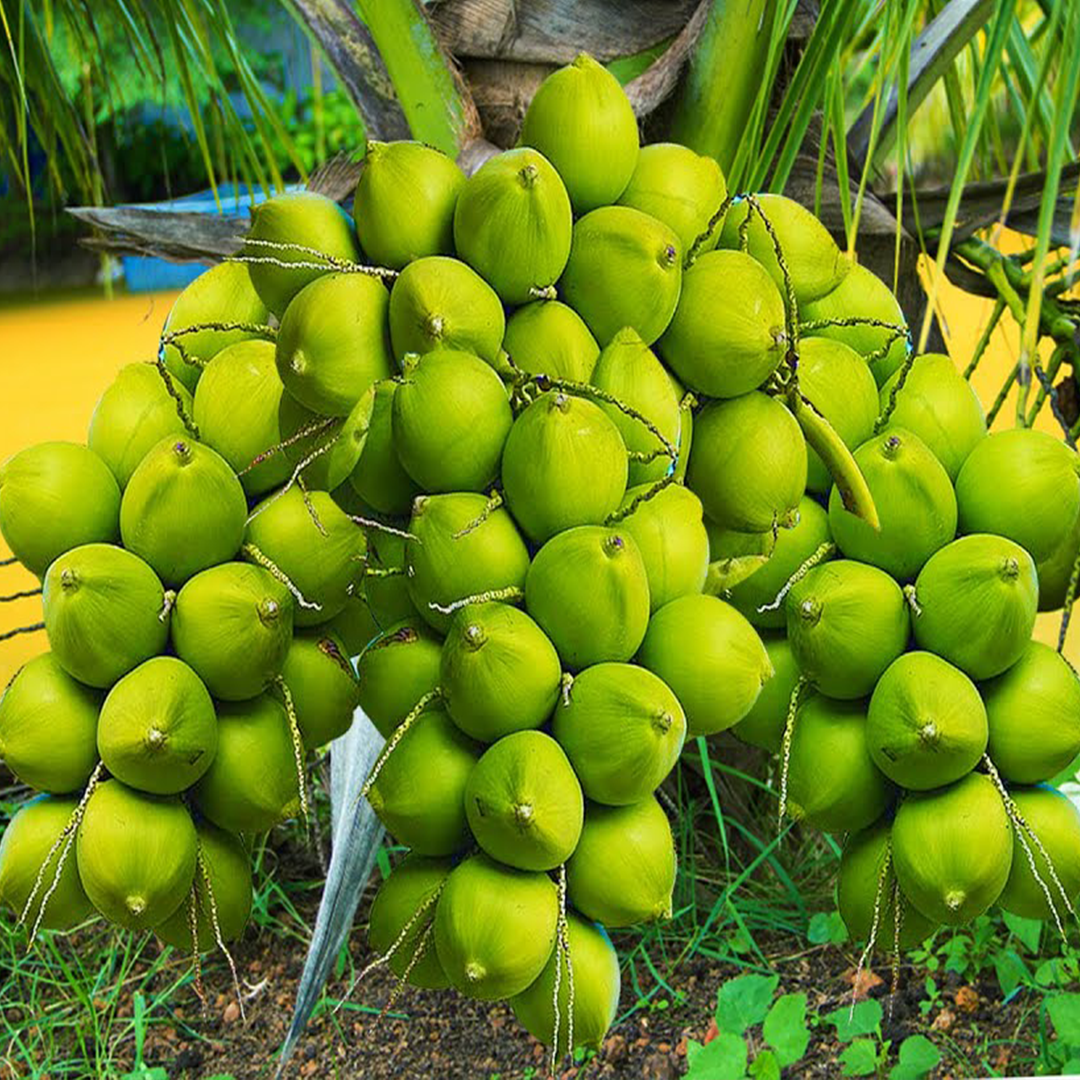 How to Grow Coconut Tree from Coconut Fruit