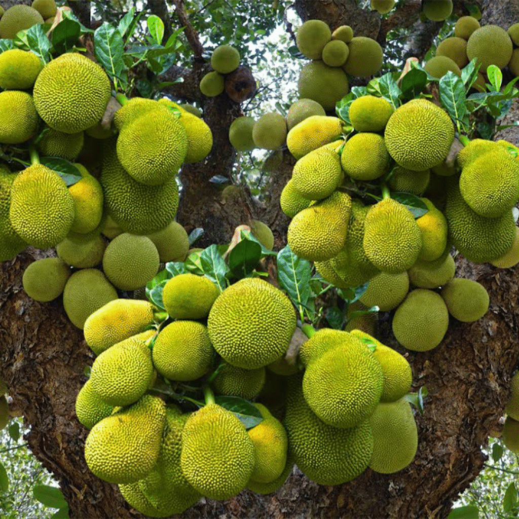 🌿Grow Jackfruit Tree from Cuttings with This Proven Method