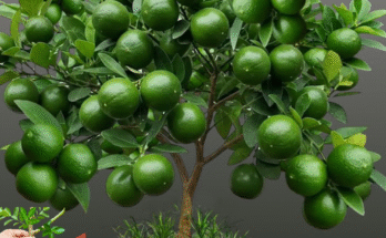 Great Technique For Grafting Lemon Trees Faster With Aloe Vera and Coca Cola