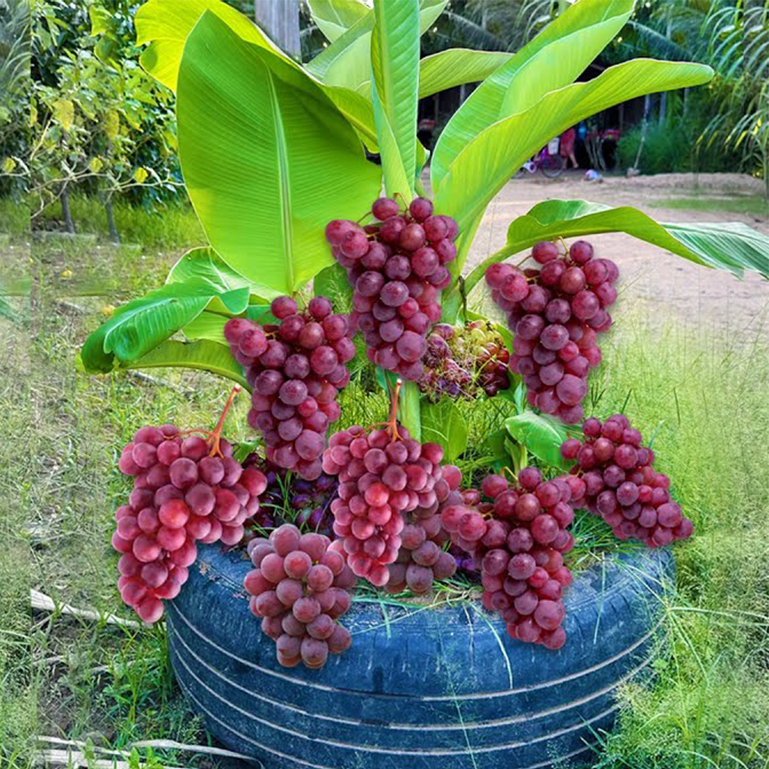 How to propagate banana with grapes Get more fruits than expected | How to Grafting banana