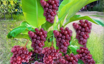 How to propagate banana with grapes Get more fruits than expected | How to Grafting banana