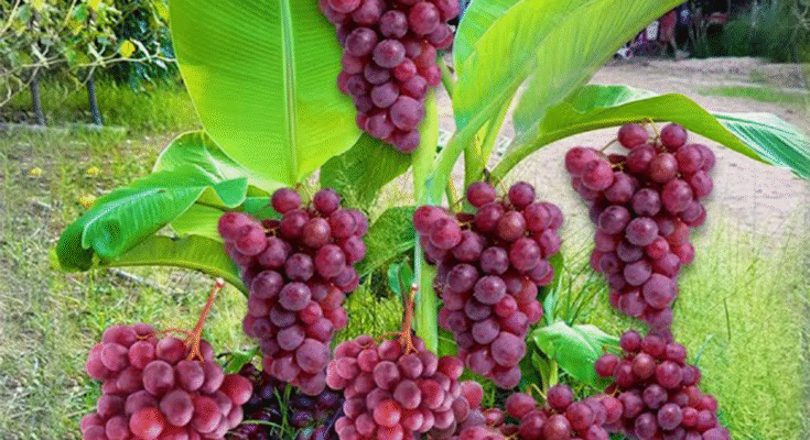 How to propagate banana with grapes Get more fruits than expected | How to Grafting banana