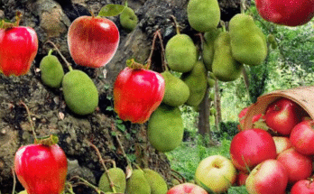 Great...!! How to Grafting Apple with Jackfruit tree that yields the fastest