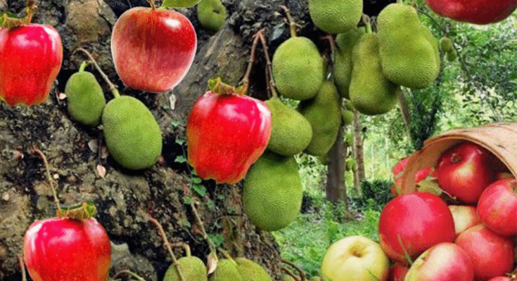 Great...!! How to Grafting Apple with Jackfruit tree that yields the fastest
