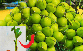 How to Grow Coconut Tree from Coconut Fruit