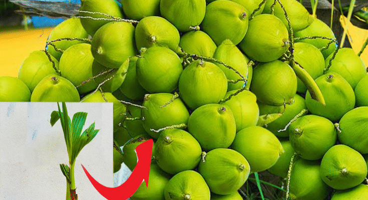 How to Grow Coconut Tree from Coconut Fruit