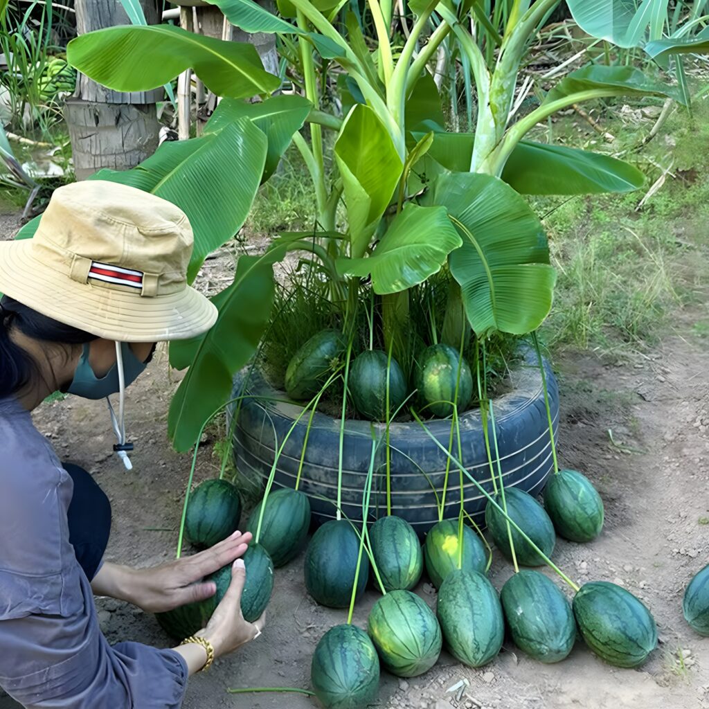 Using This Method Can Grow Banana Trees with Watermelon Fruit to Get Real Results 100%Using This Method Can Grow Banana Trees with Watermelon Fruit to Get Real Results 100%
