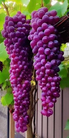 How Growing Grapes Tree from Grapes Fruit
