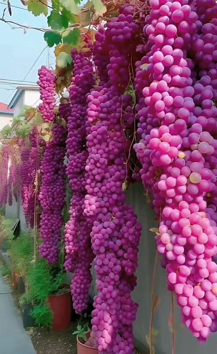 How Growing Grapes Tree from Grapes Fruit