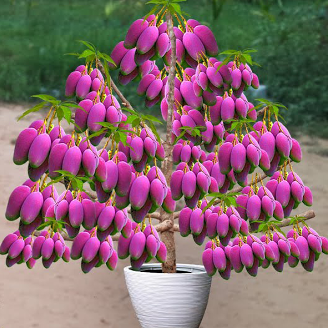 Grafting Mango Tree in a Water Bottle Using Oranges: Boost Root for Growing Faster
