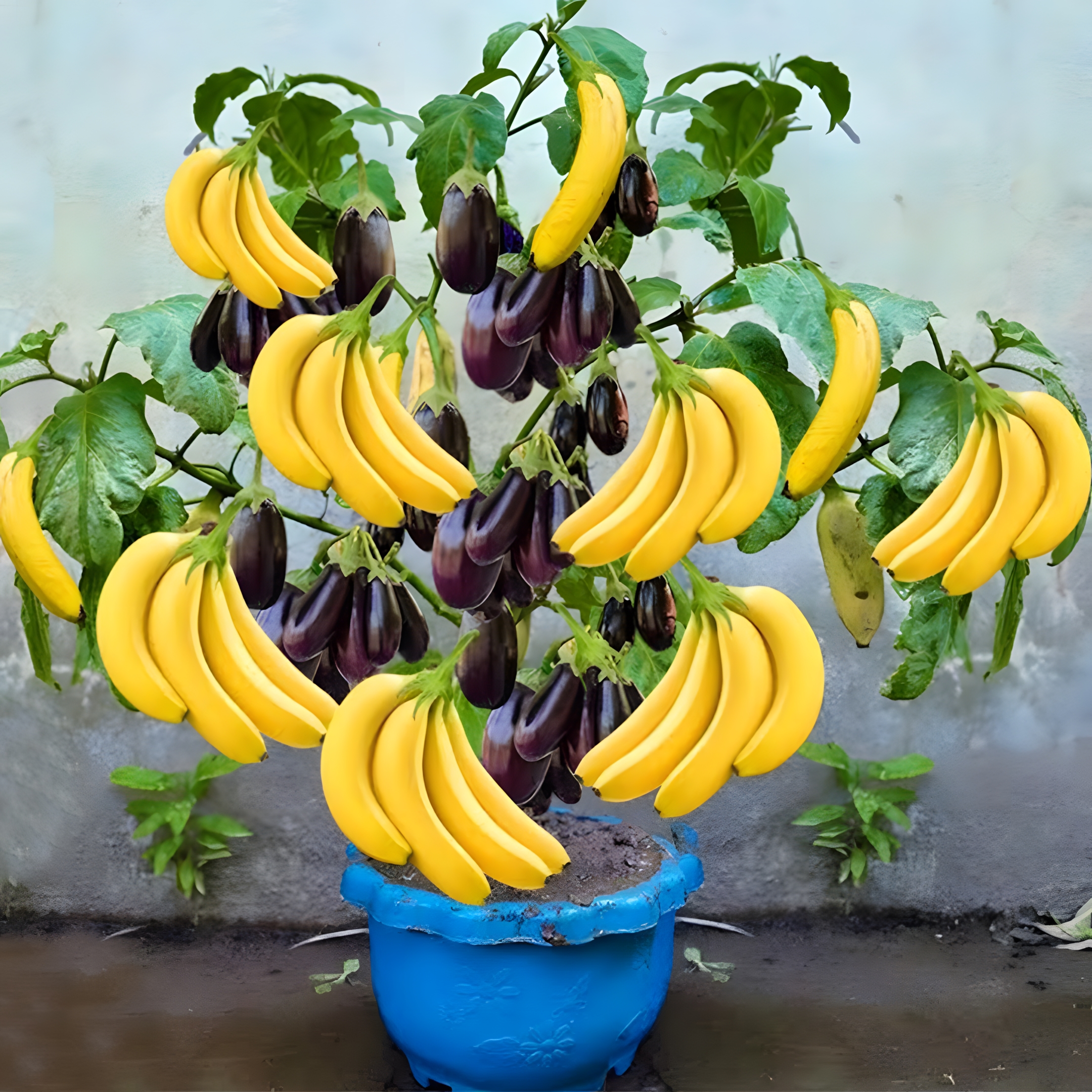 🌿Amazing Growing Eggplant Using Banana With Eggs