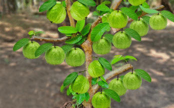 🌱🌱How To Grow Guava Tree