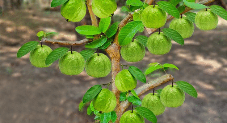 🌱🌱How To Grow Guava Tree