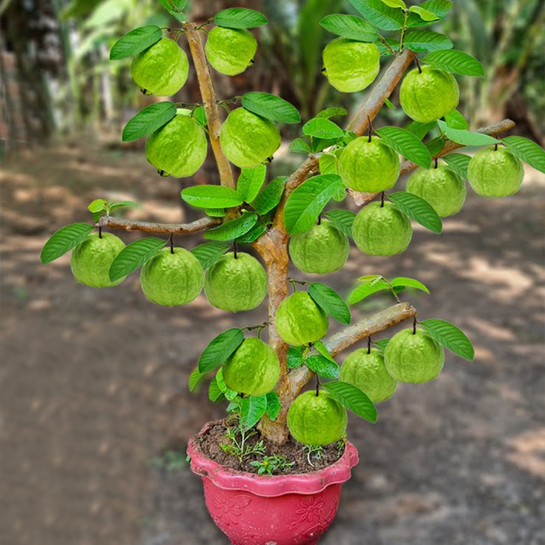 🌱🌱How To Grow Guava Tree