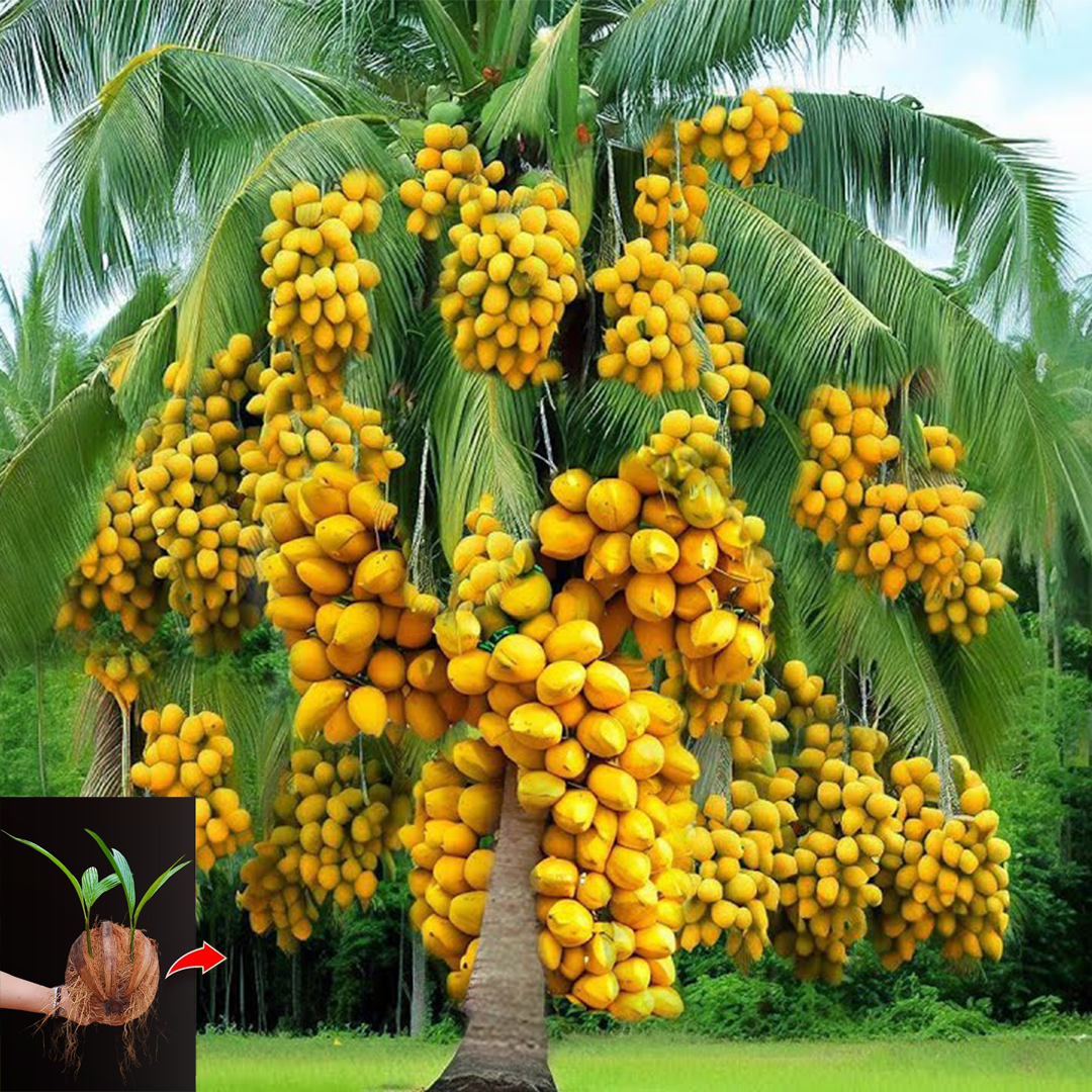 How to Grow Coconut Tree from Coconut Fruit