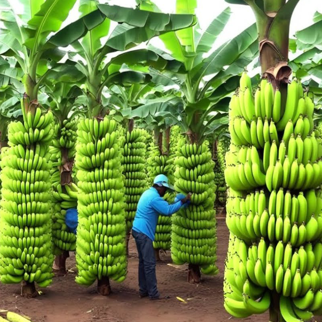🍌Grow Banana Trees Faster with These Simple Techniques!