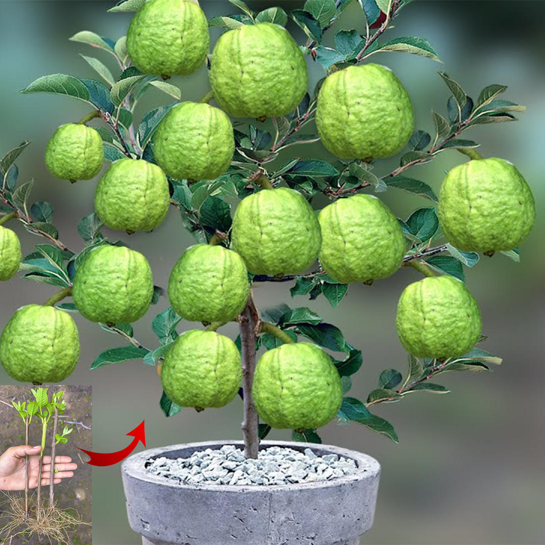 🌱🌱How To Grow Guava Tree