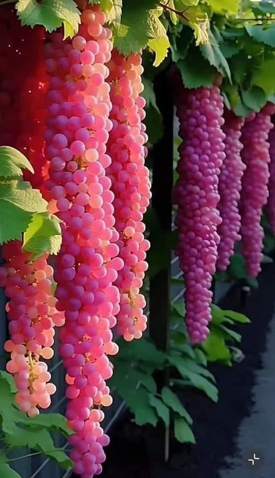 How Growing Grapes Tree from Grapes Fruit