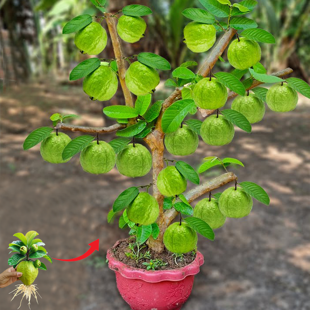🌱🌱How To Grow Guava Tree