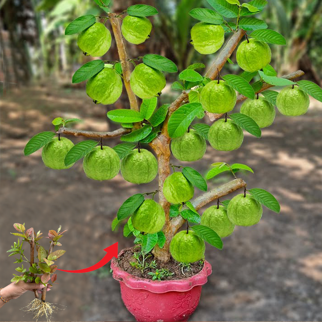 🌱🌱How To Grow Guava Tree