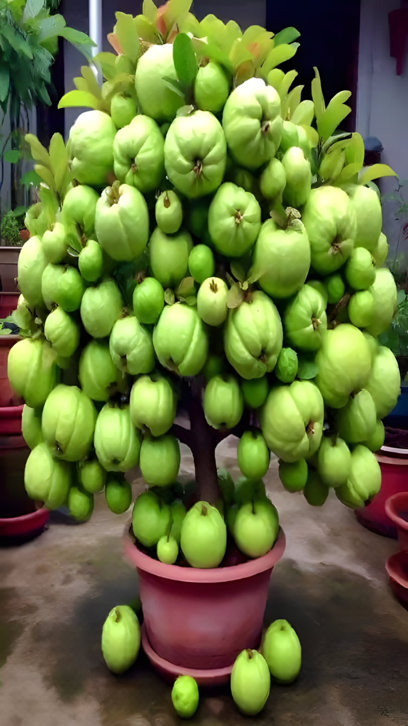 🌱🌱How To Grow Guava Tree