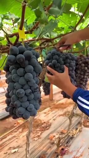 How Growing Grapes Tree from Grapes Fruit
