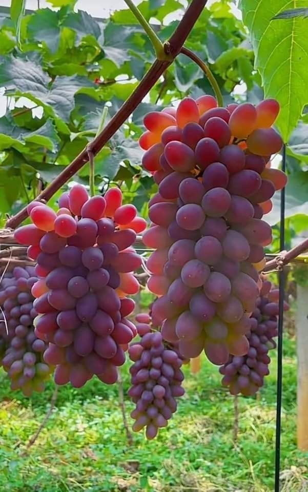 How Growing Grapes Tree from Grapes Fruit