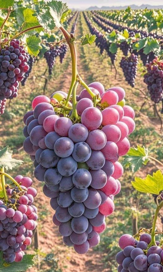 How Growing Grapes Tree from Grapes Fruit