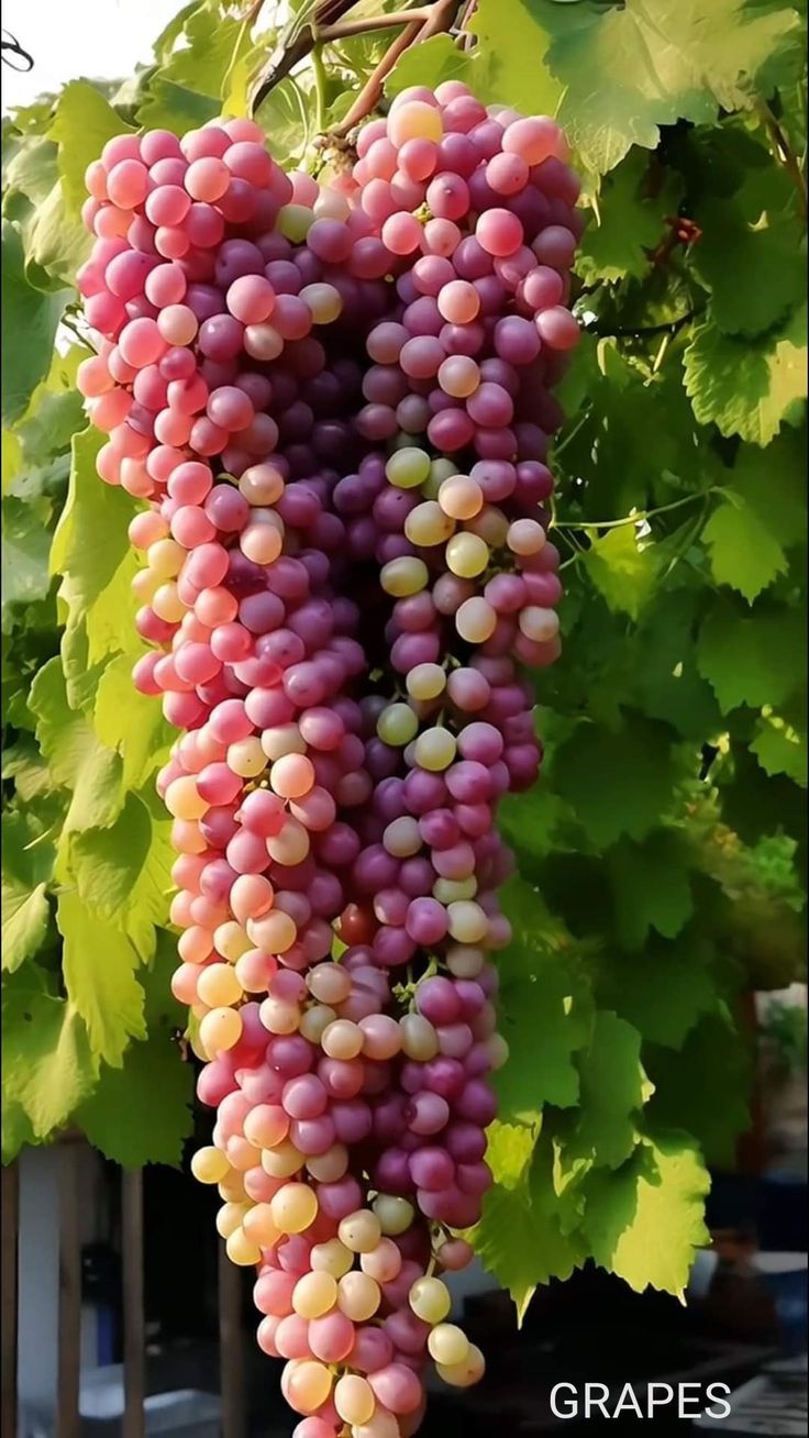How Growing Grapes Tree from Grapes Fruit