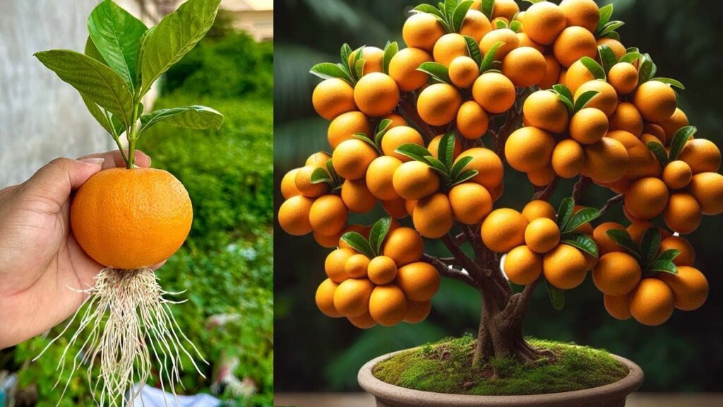 Great Technique For Grafting Lemon Trees Faster With Aloe Vera and Coca Cola