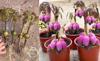 Grafting Mango Tree in a Water Bottle Using Oranges: Boost Root for Growing Faster