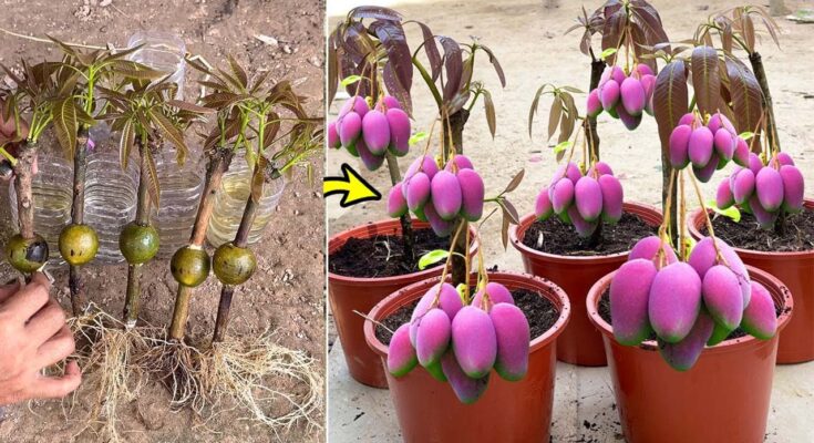 Grafting Mango Tree in a Water Bottle Using Oranges: Boost Root for Growing Faster
