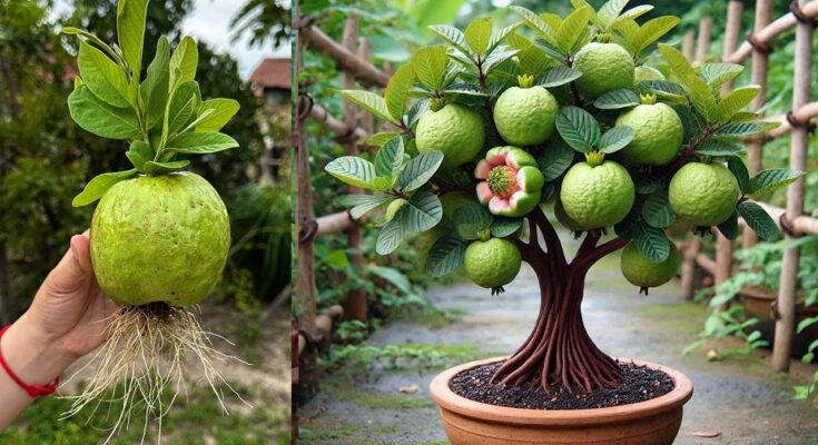 🌱🌱How To Grow Guava Tree