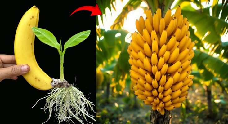 🍌Grow Banana Trees Faster with These Simple Techniques!