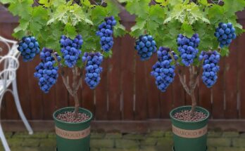 How Growing Grapes Tree from Grapes Fruit