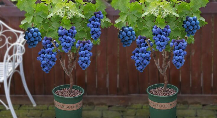 How Growing Grapes Tree from Grapes Fruit